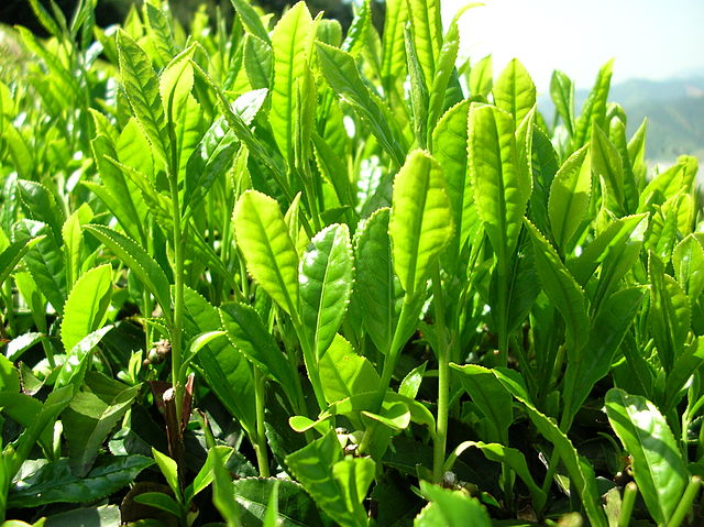 Yabukita tea leaves